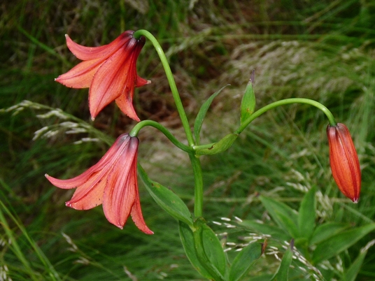 {Lilium grayi}